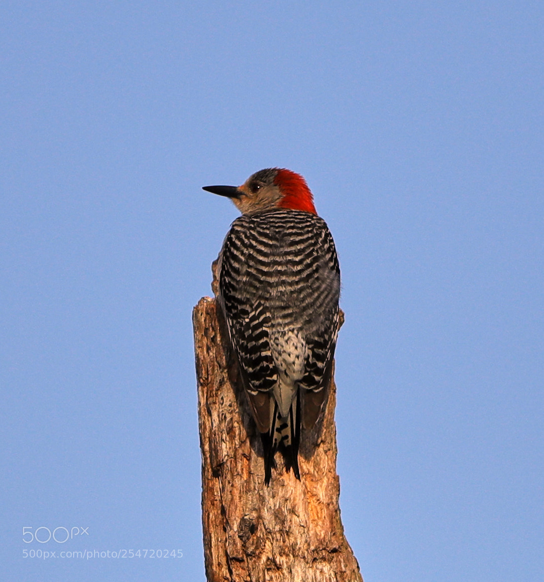 Canon EOS-1D X Mark II sample photo. 04-22-18-0014177.jpg photography