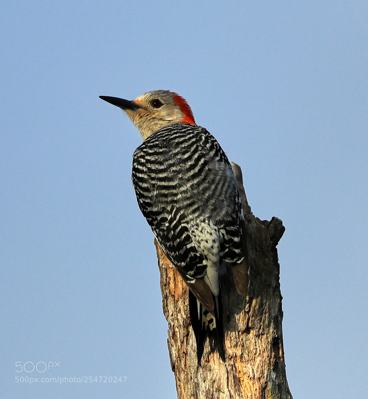 Canon EOS-1D X Mark II sample photo. 04-22-18-0014176.jpg photography