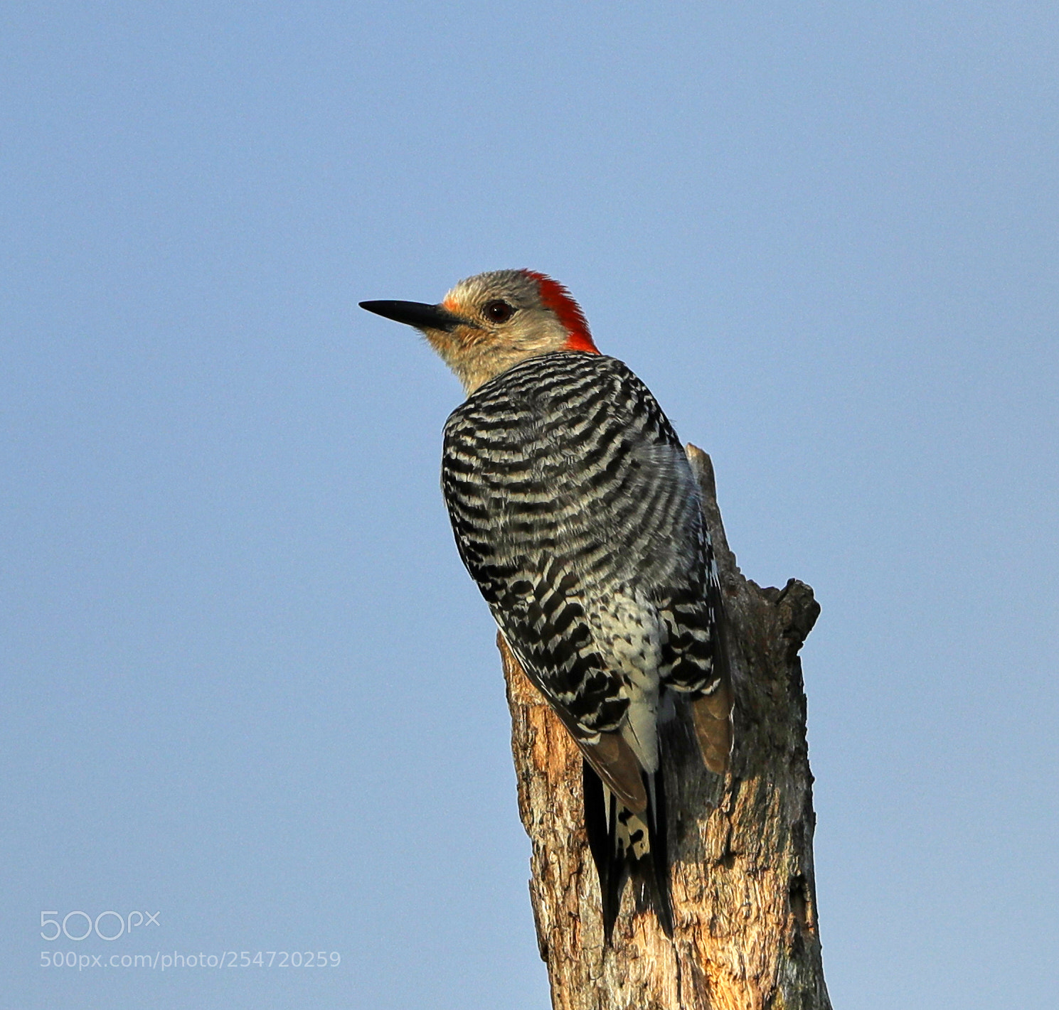 Canon EOS-1D X Mark II sample photo. 04-22-18-0014175.jpg photography