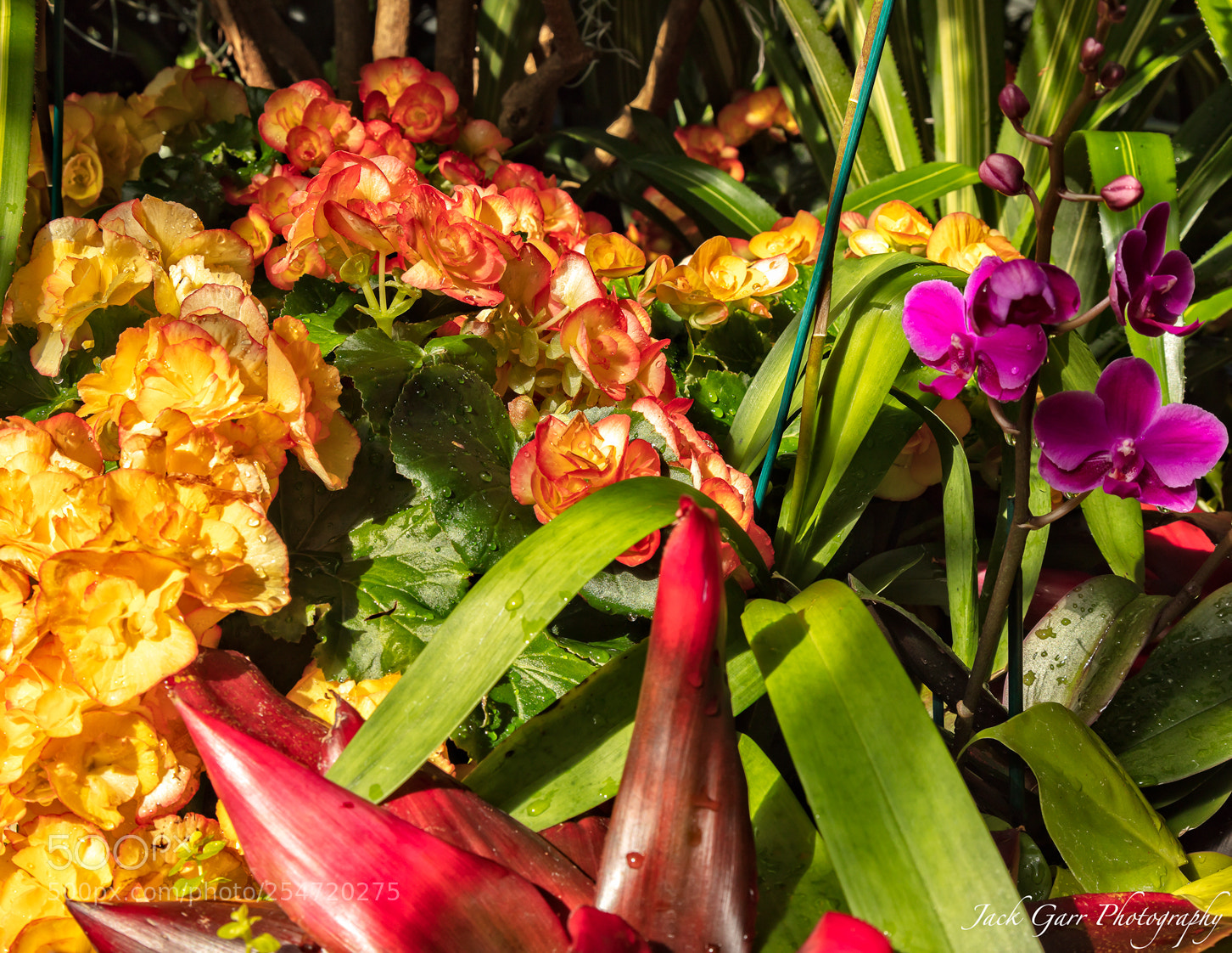 Canon EOS 5DS sample photo. Color of nature photography