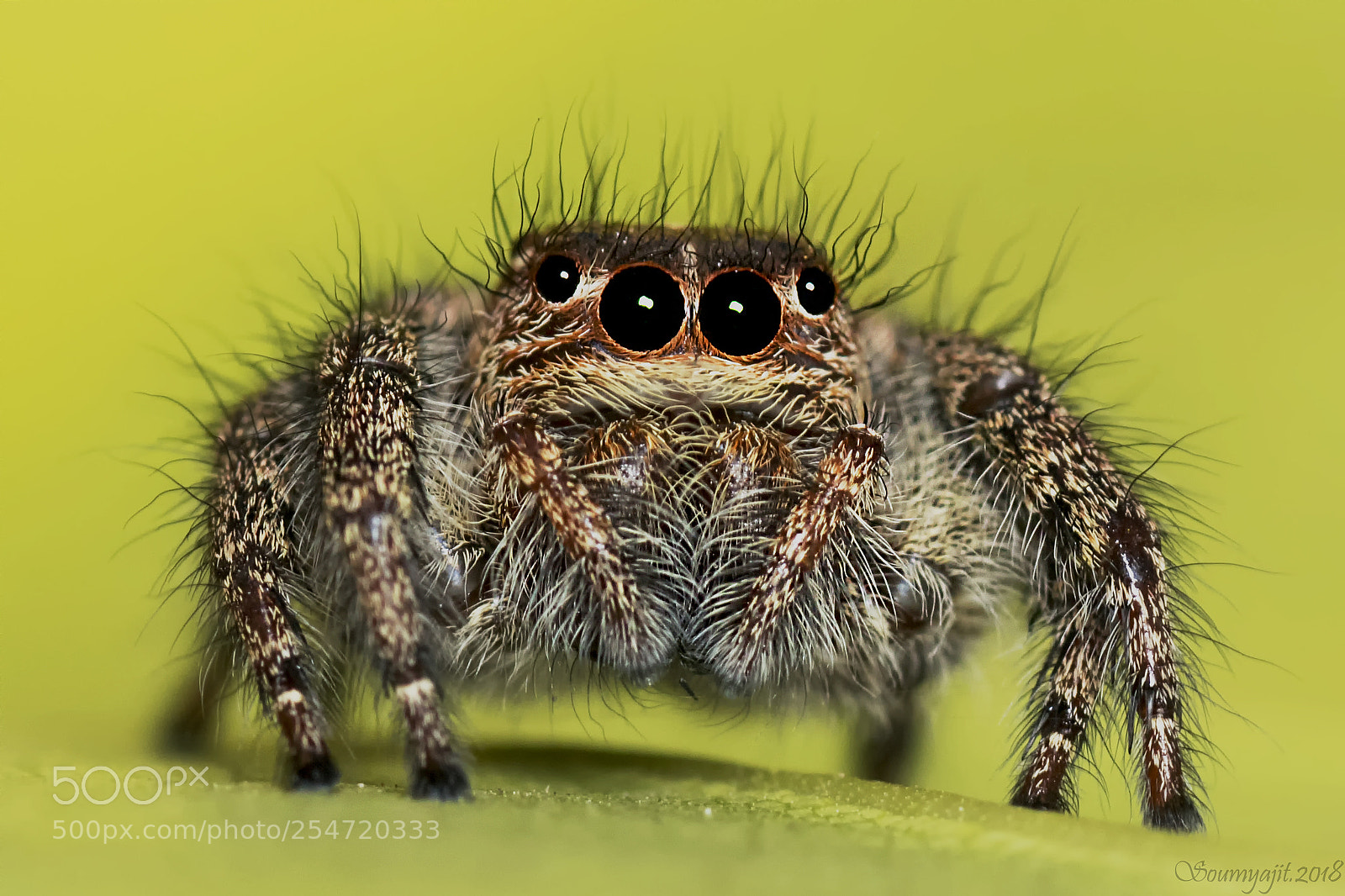 Nikon D3300 sample photo. Jumping spider photography