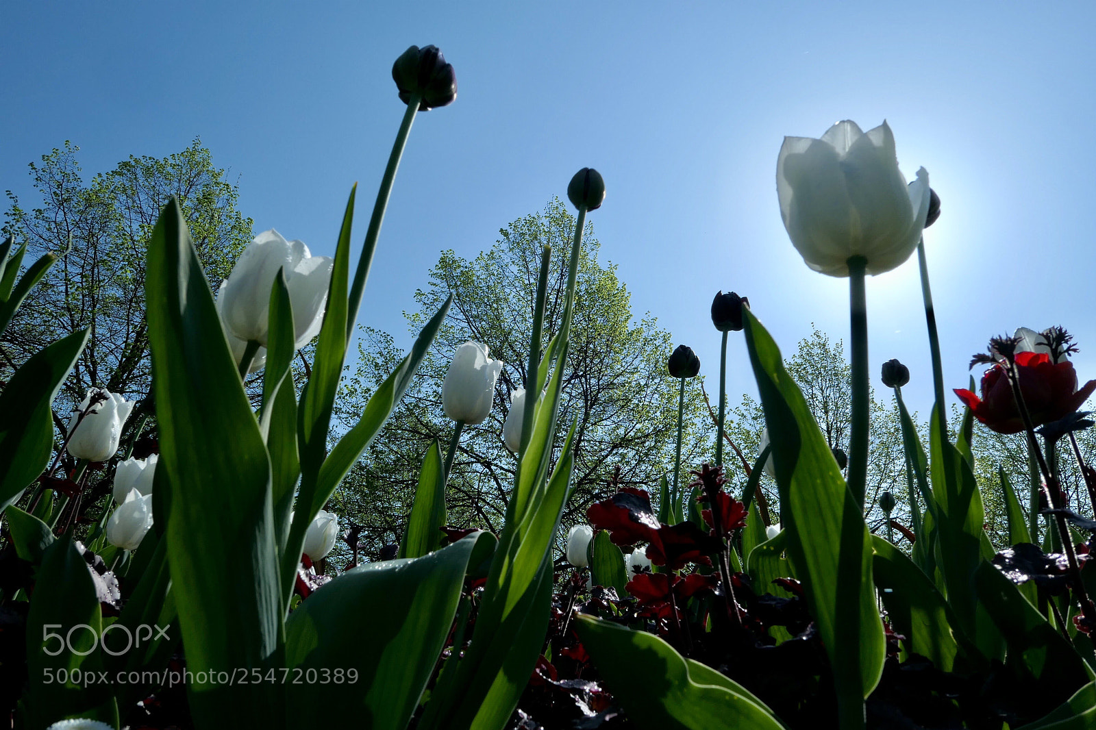 Panasonic Lumix DMC-LX10 (Lumix DMC-LX15) sample photo. Worms eye view photography
