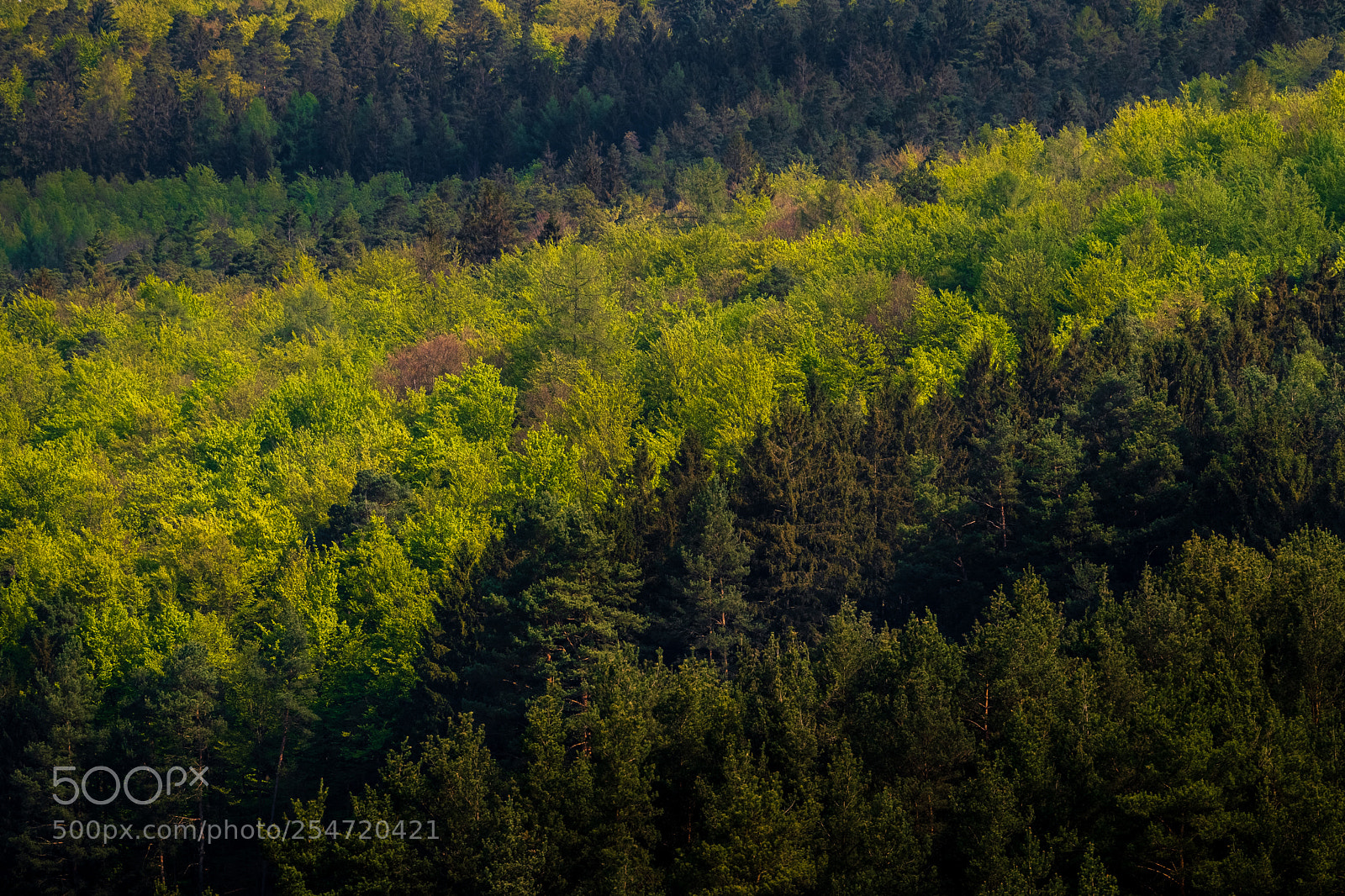 Canon EOS 80D sample photo. Fifty shades of green photography