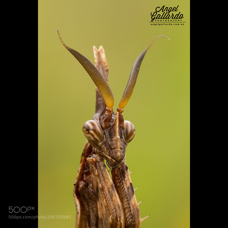 Canon EOS 60D sample photo. Empusa pennata photography