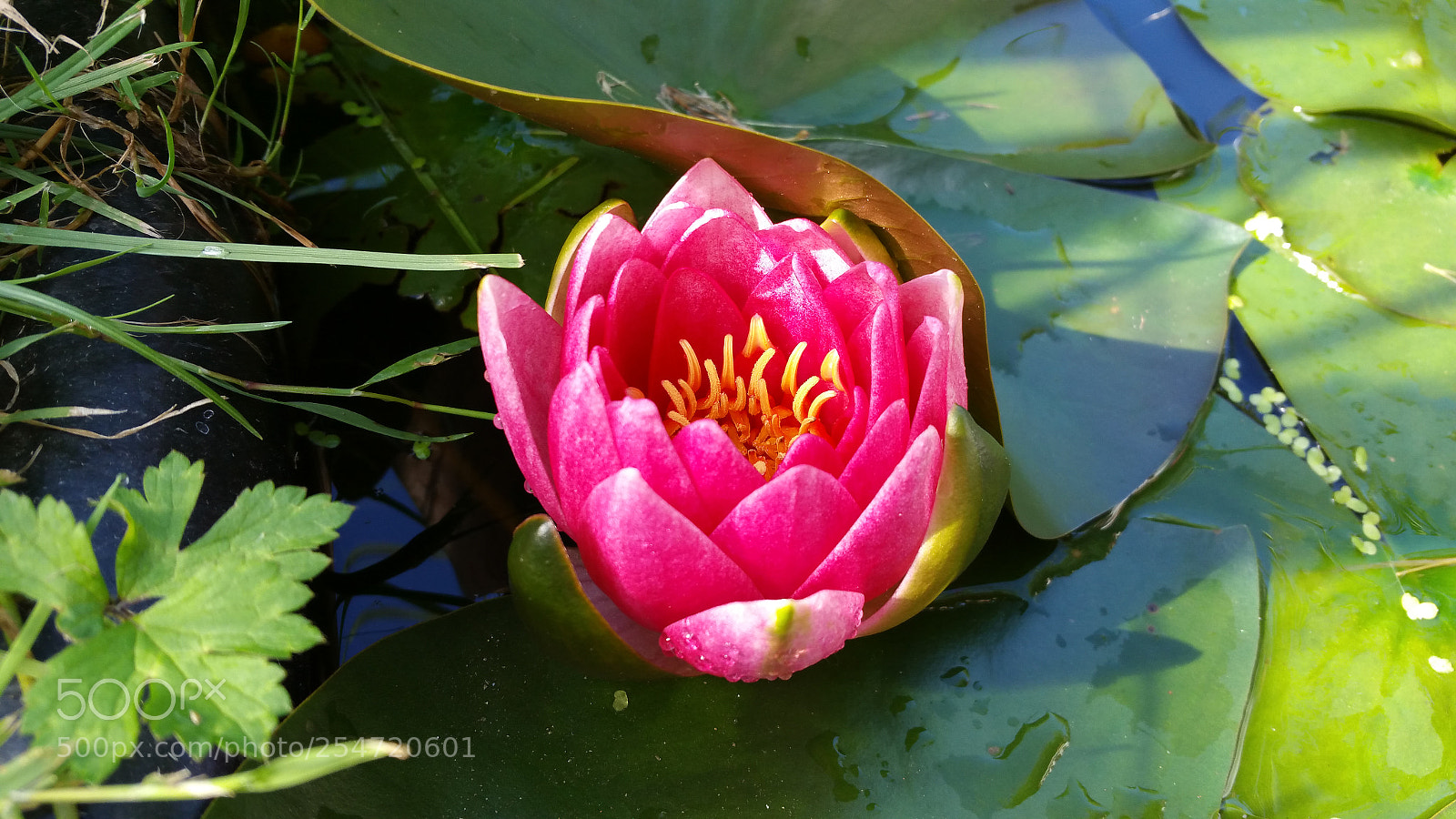 Samsung Galaxy Note4 sample photo. 20160629_092710.jpg photography