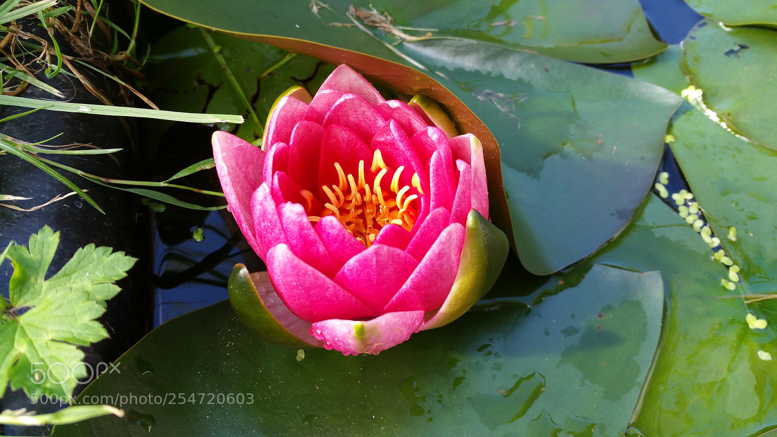 Samsung Galaxy Note4 sample photo. Flower photography
