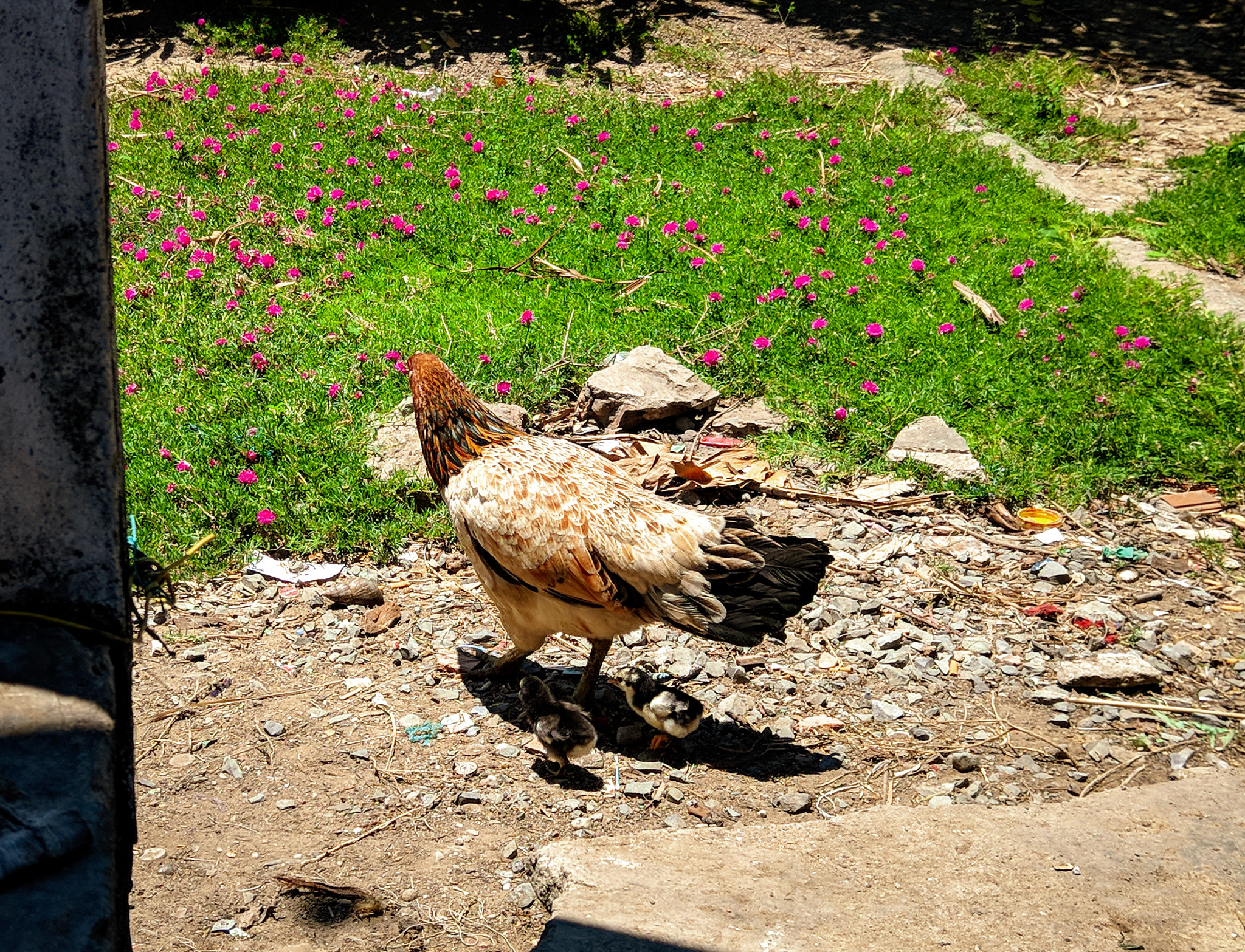 HTC U11 sample photo. Chickens parent photography