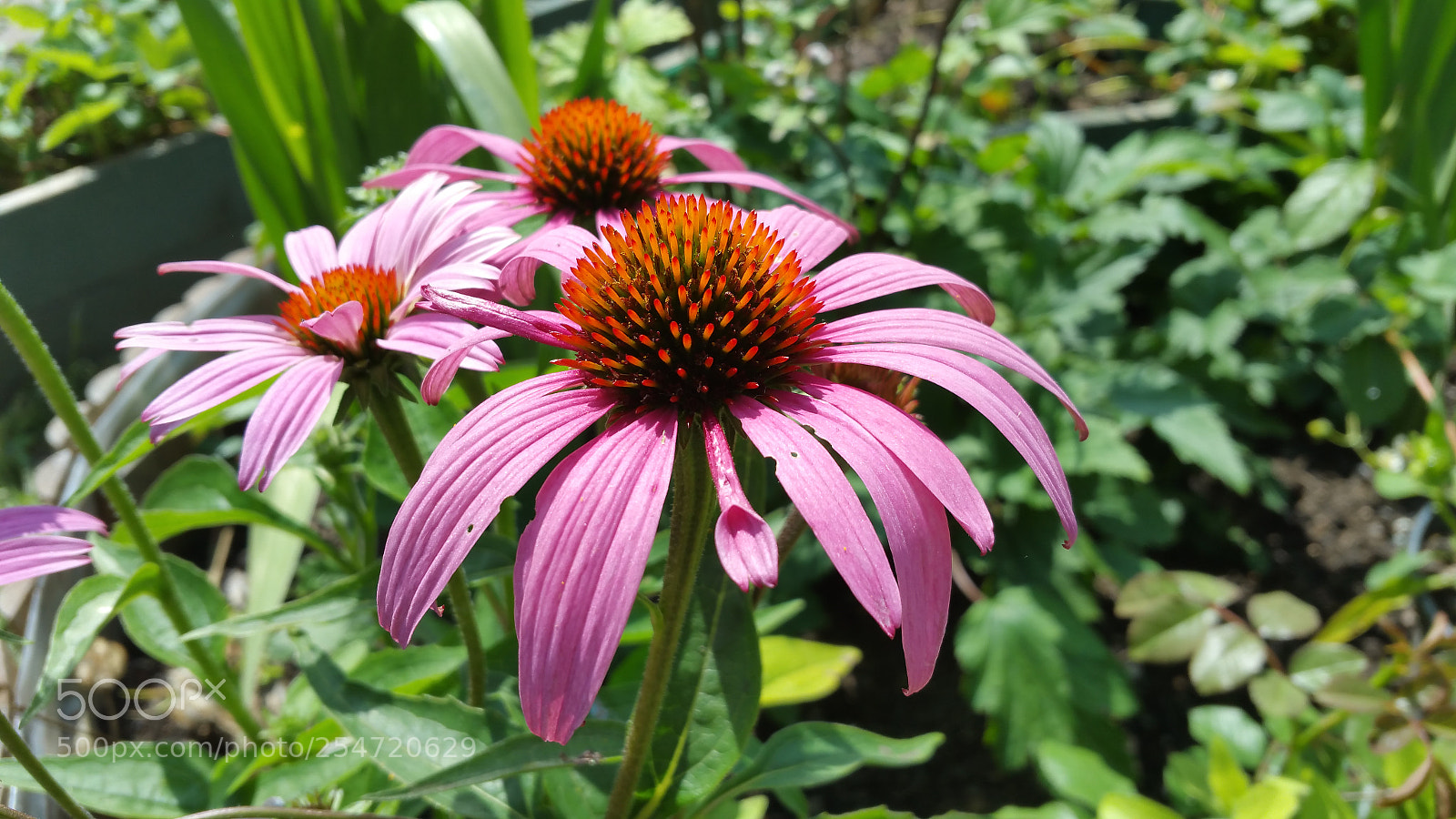 Samsung Galaxy Note4 sample photo. 20160722_133340.jpg photography