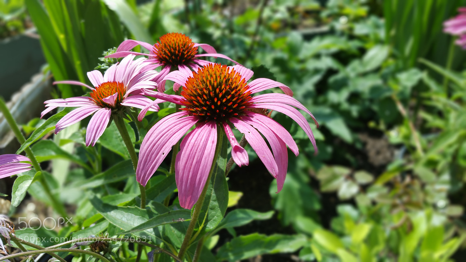 Samsung Galaxy Note4 sample photo. 20160722_133359.jpg photography