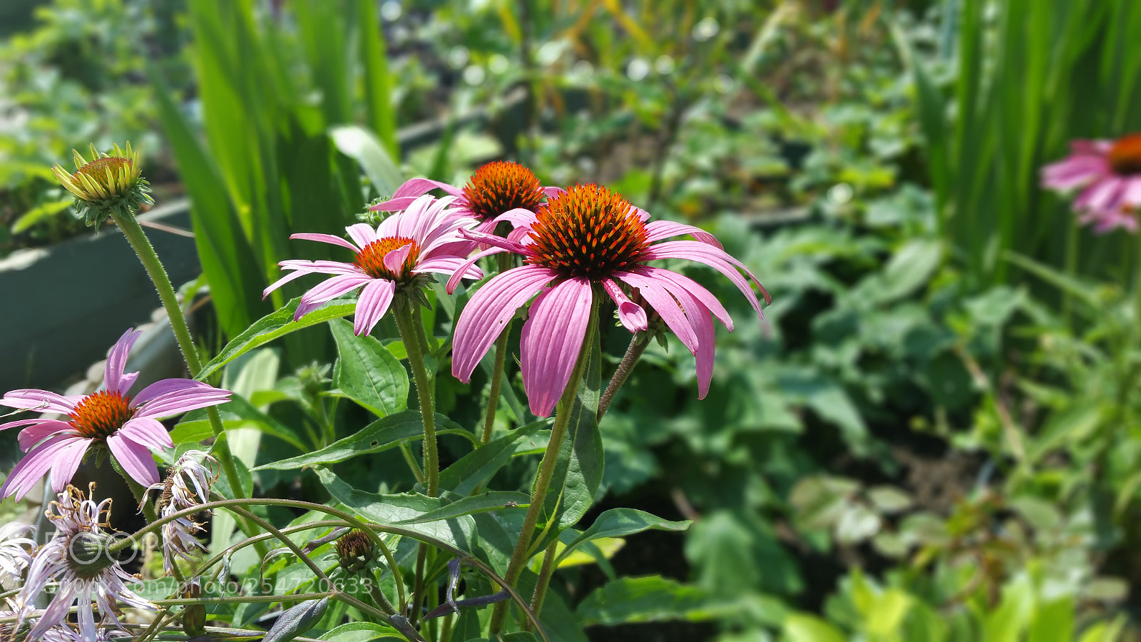 Samsung Galaxy Note4 sample photo. 20160722_133424.jpg photography