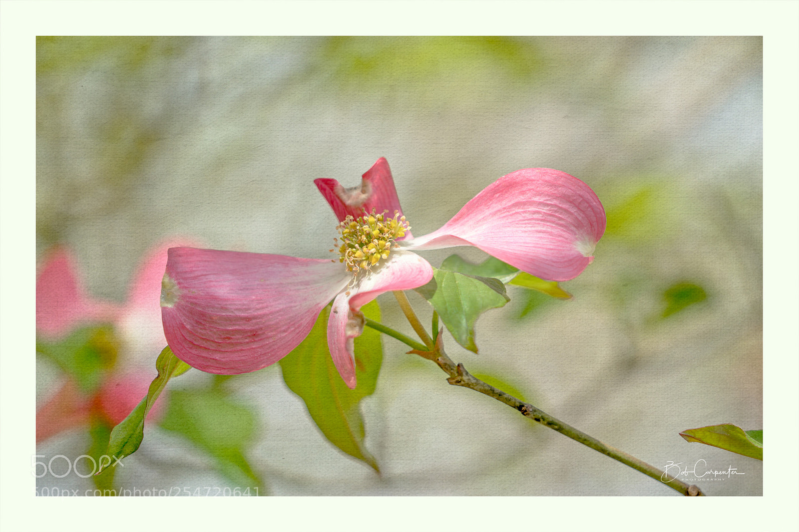 Sony a7R II sample photo. The art of nature photography