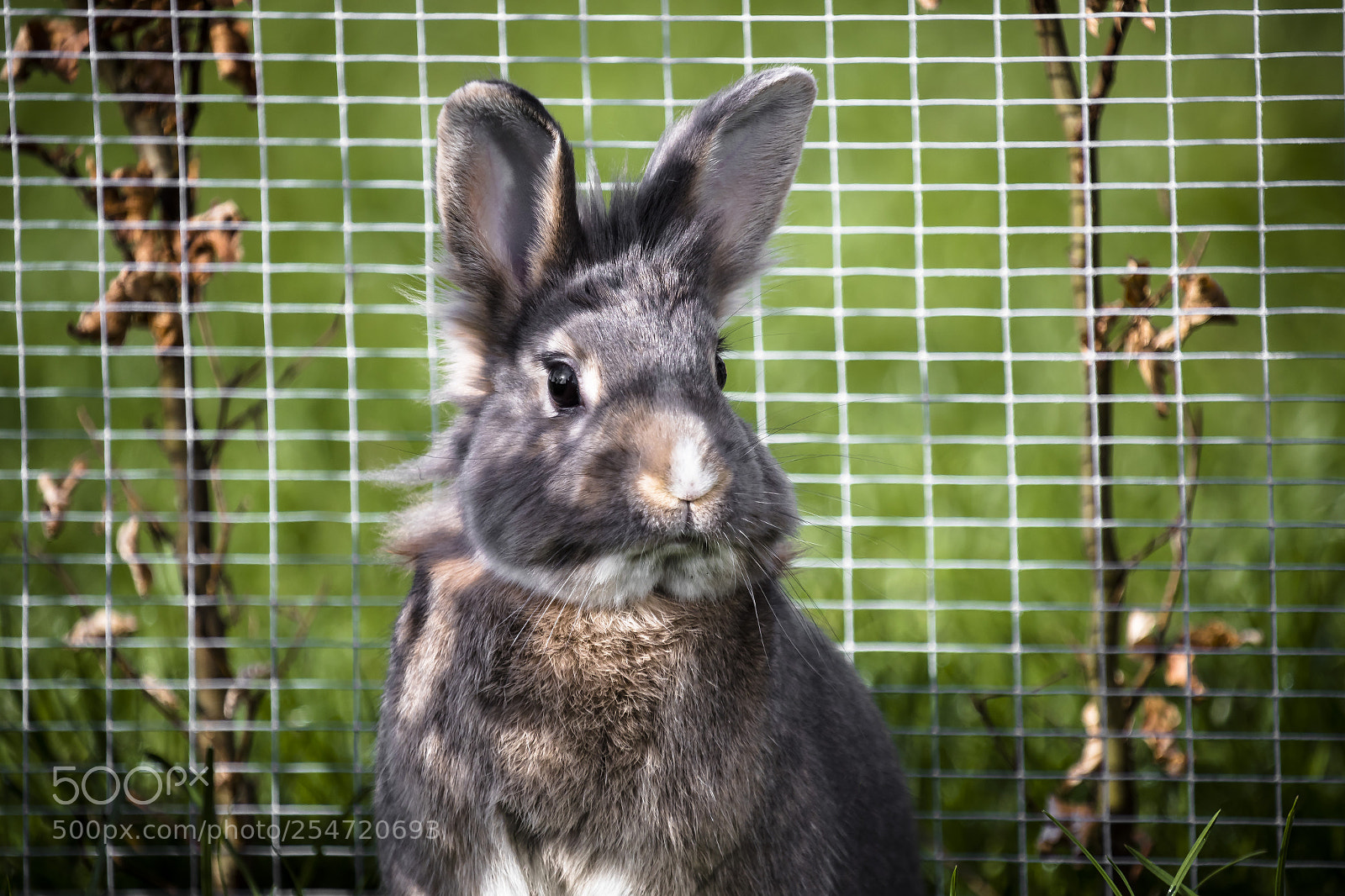 Canon EOS-1D X Mark II sample photo. Leon. photography