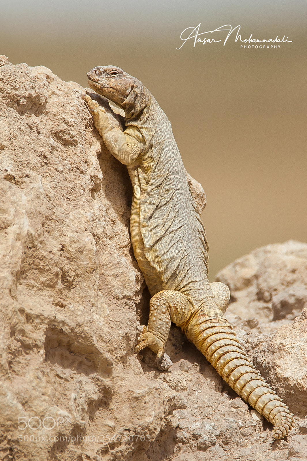 Canon EOS 5D Mark II sample photo. Spiny-tailed agama photography
