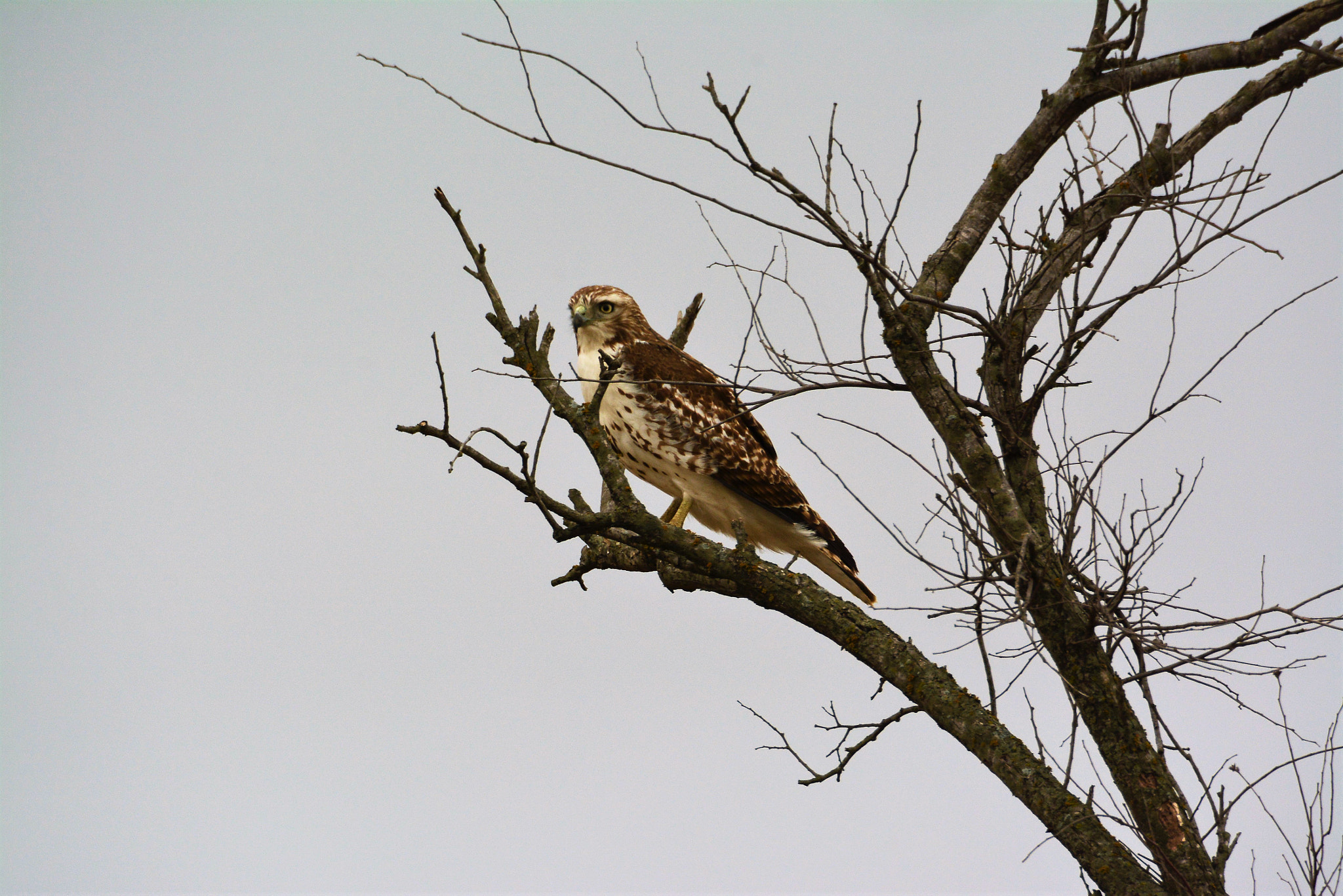 Sigma APO 170-500mm F5-6.3 Aspherical RF sample photo. Hawk photography