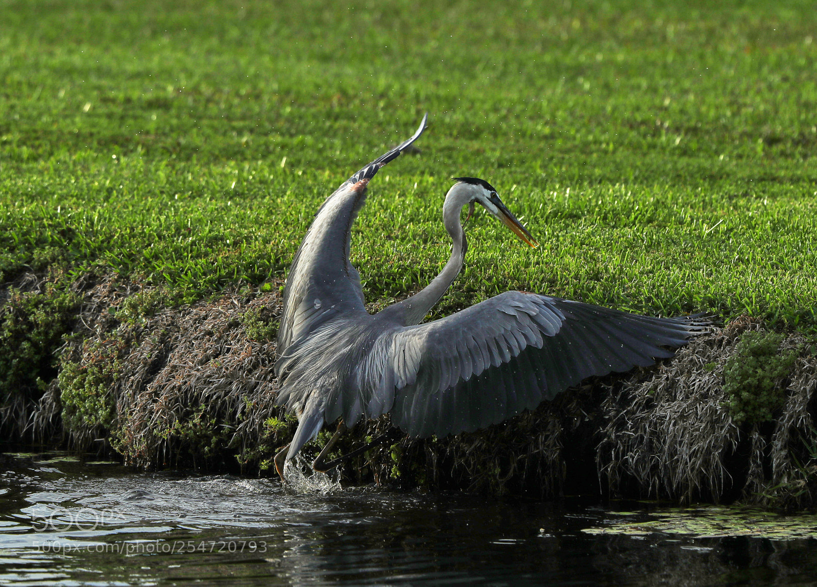 Canon EOS-1D X Mark II sample photo. 04-22-18-0014162.jpg photography