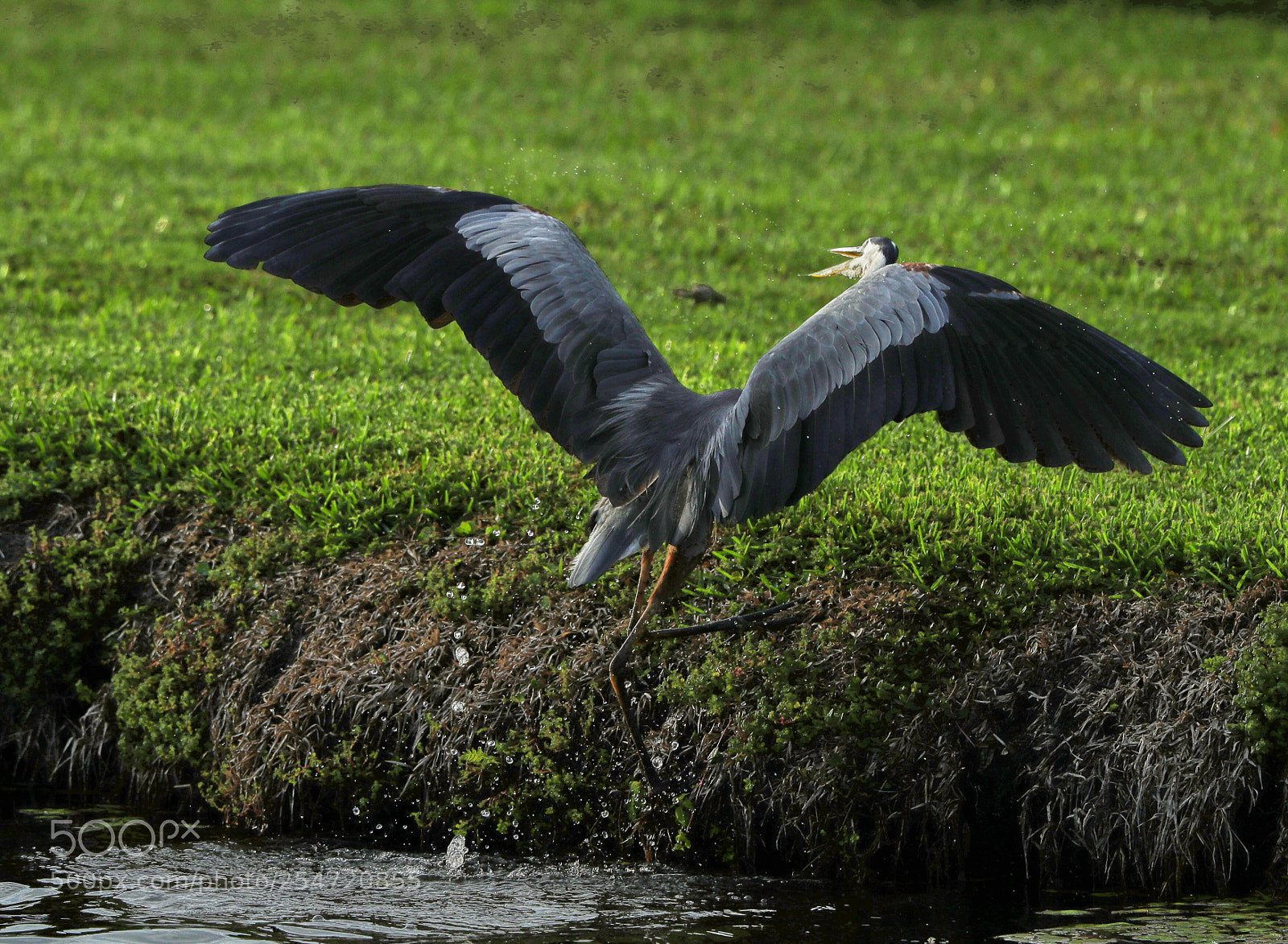 Canon EOS-1D X Mark II sample photo. 04-22-18-0014160.jpg photography