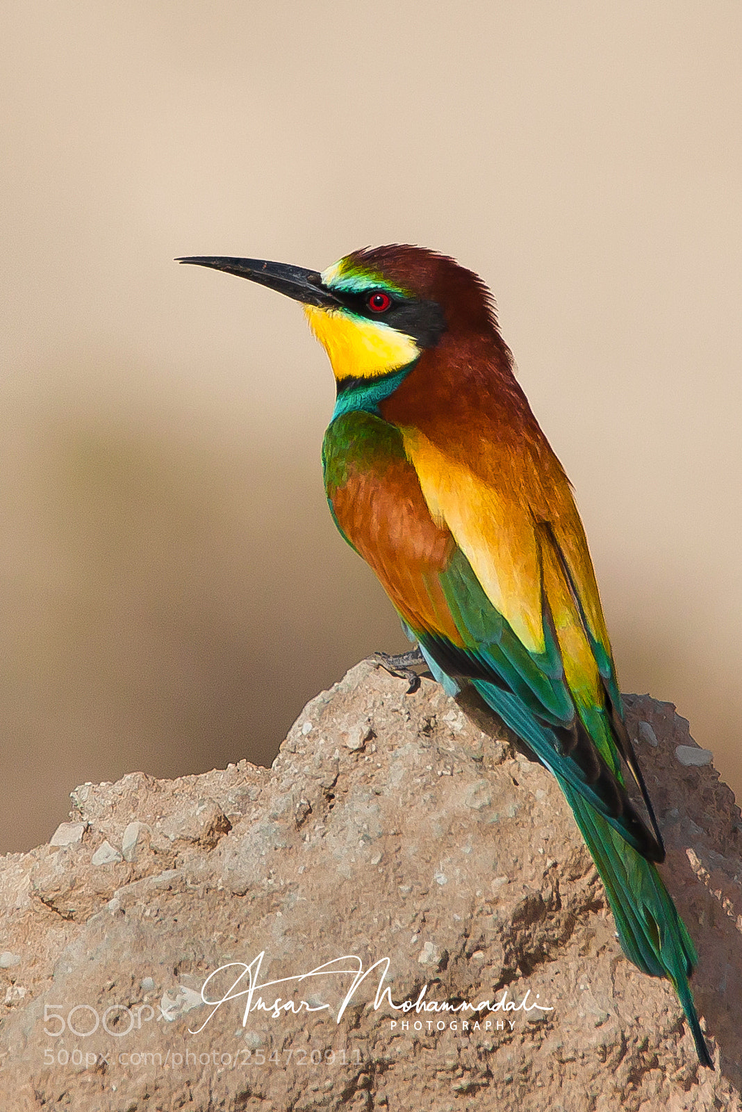 Canon EOS 5D Mark II sample photo. European bee-eater photography