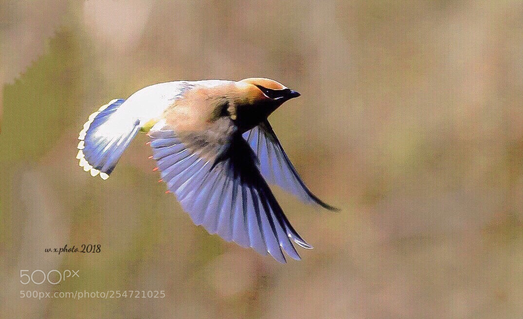 Canon EOS 7D Mark II sample photo. Bohemian waxwing photography