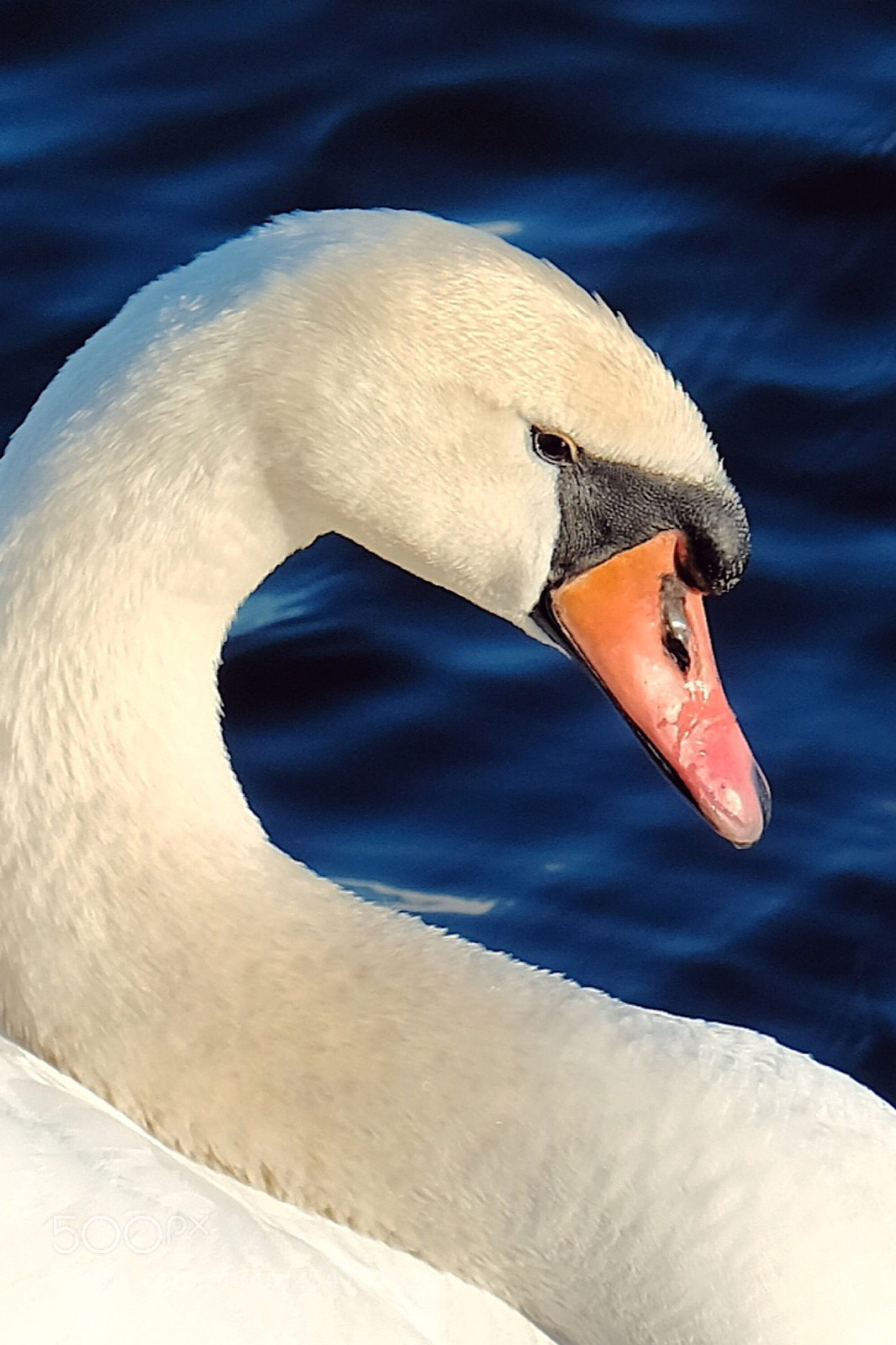 Fujifilm X-T2 sample photo. Swan photography
