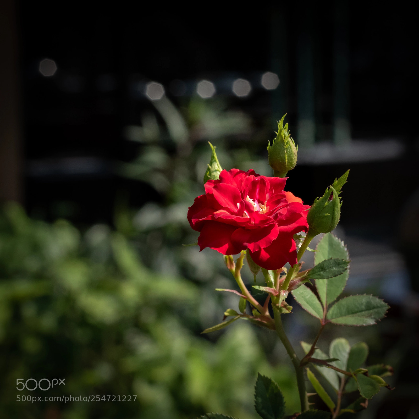 Nikon D5500 sample photo. Close up the red photography