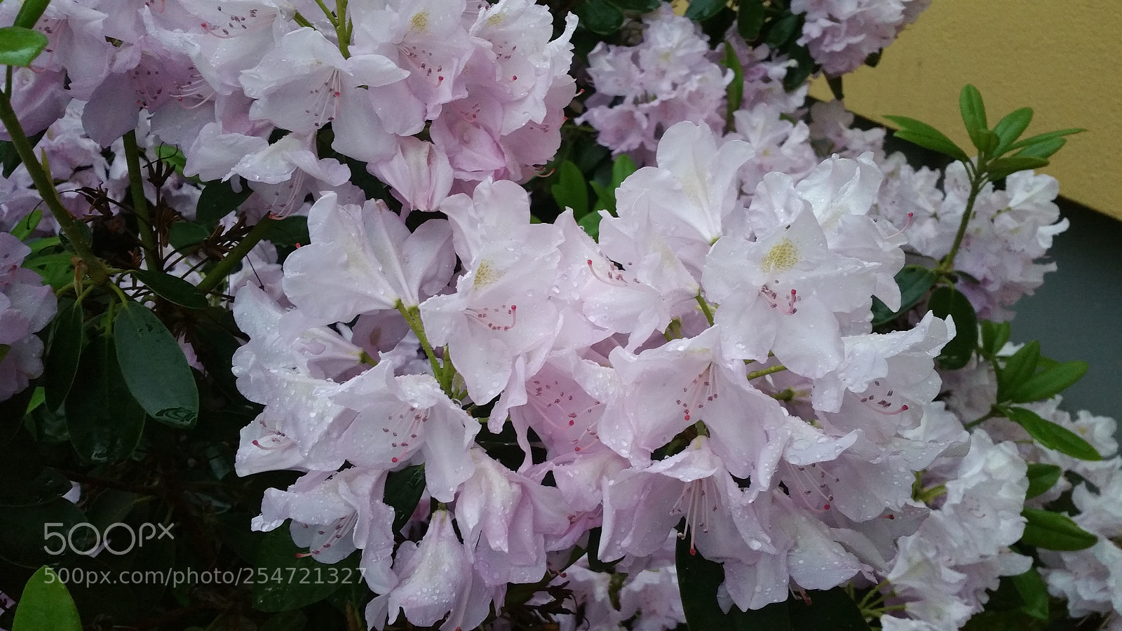 Samsung Galaxy Note4 sample photo. 20170524_204602.jpg photography
