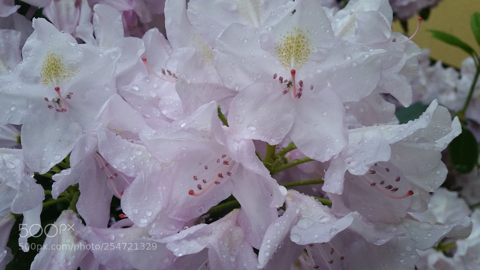 Samsung Galaxy Note4 sample photo. 20170524_204606.jpg photography