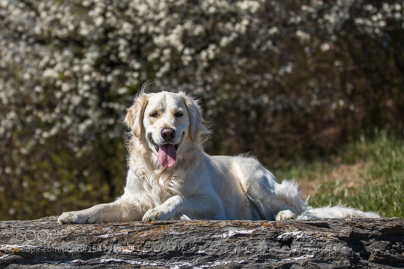 Canon EOS 5D Mark IV sample photo. Golden on the rocks photography