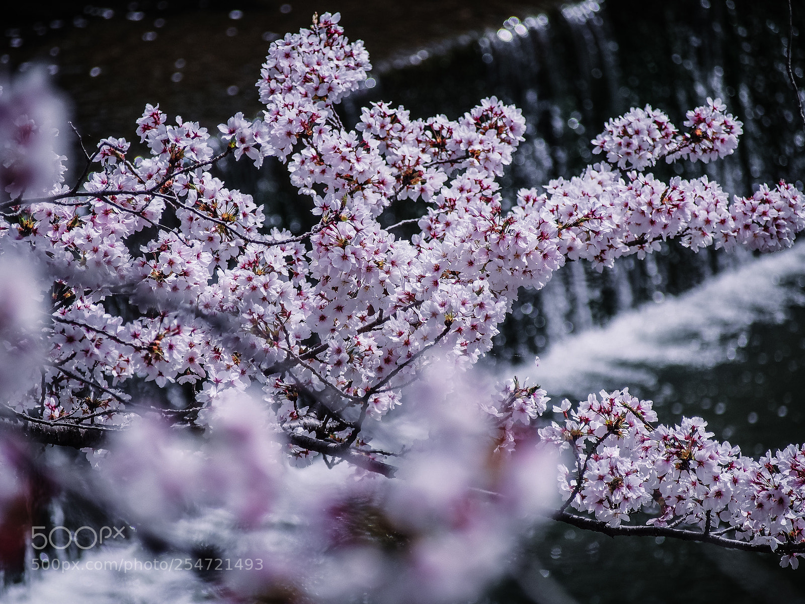 Olympus PEN E-PL5 sample photo. Sakura photography