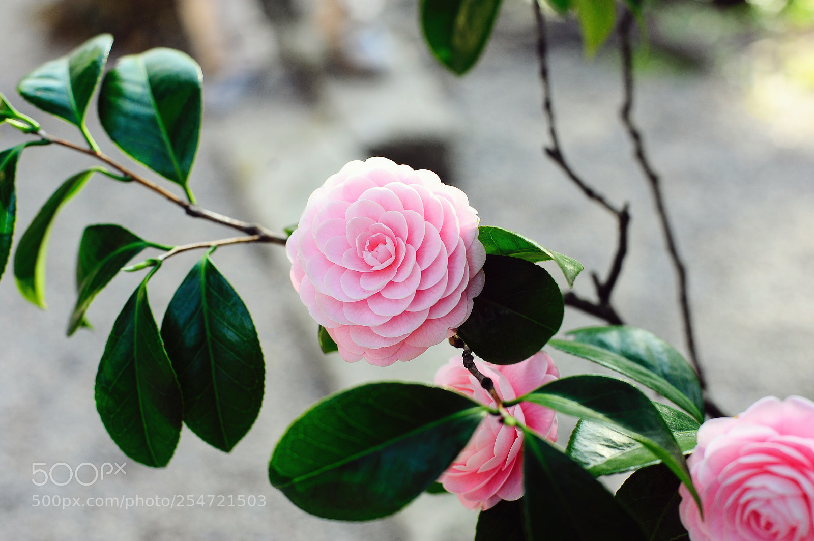 Nikon D700 sample photo. Untitled photography
