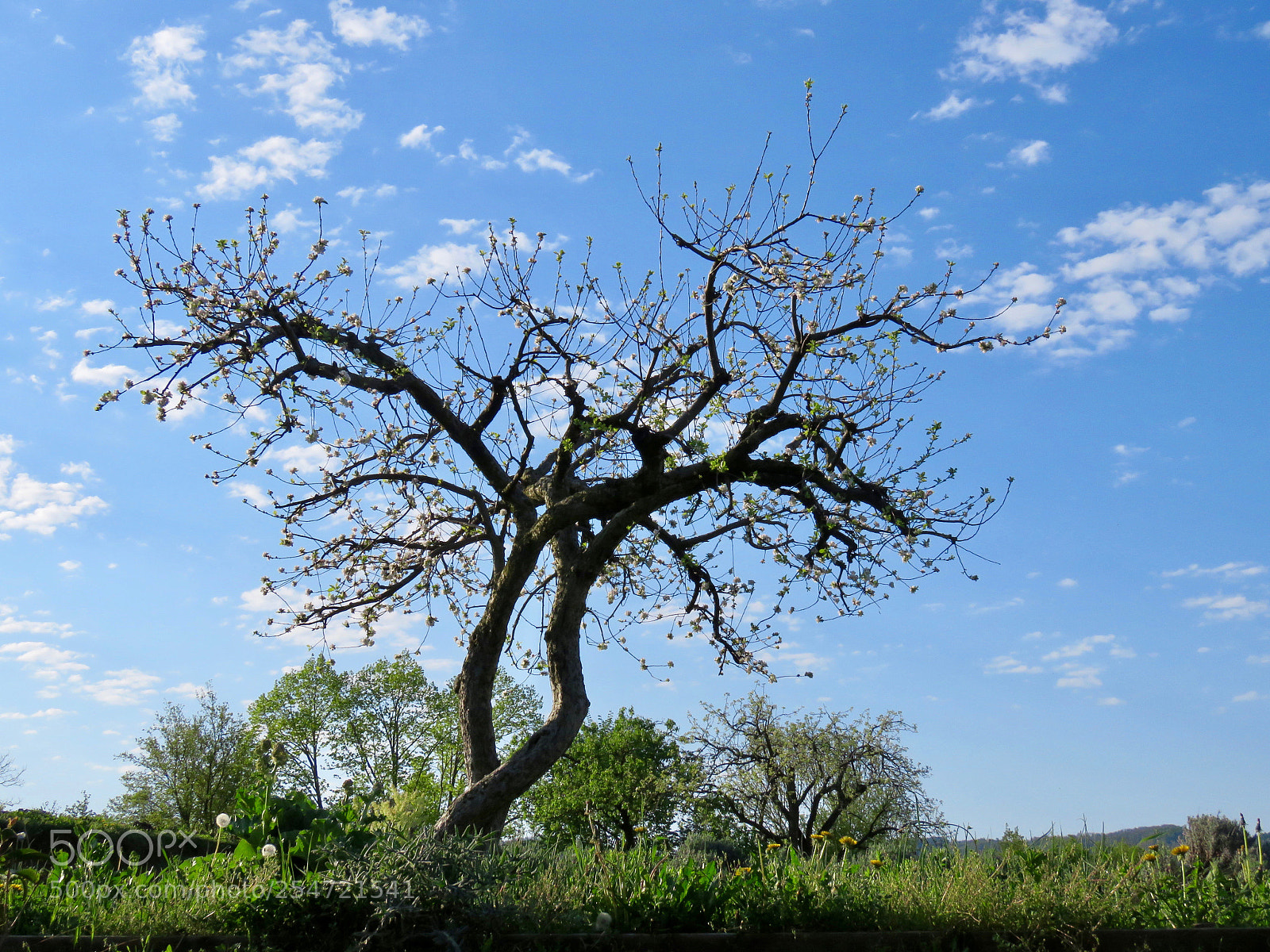 Canon PowerShot SX60 HS sample photo. Twins photography