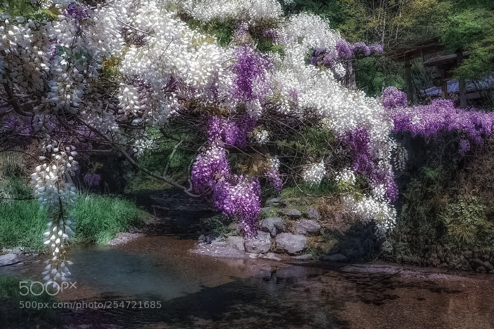 Olympus OM-D E-M10 II sample photo. Bridge of wisteria ② photography