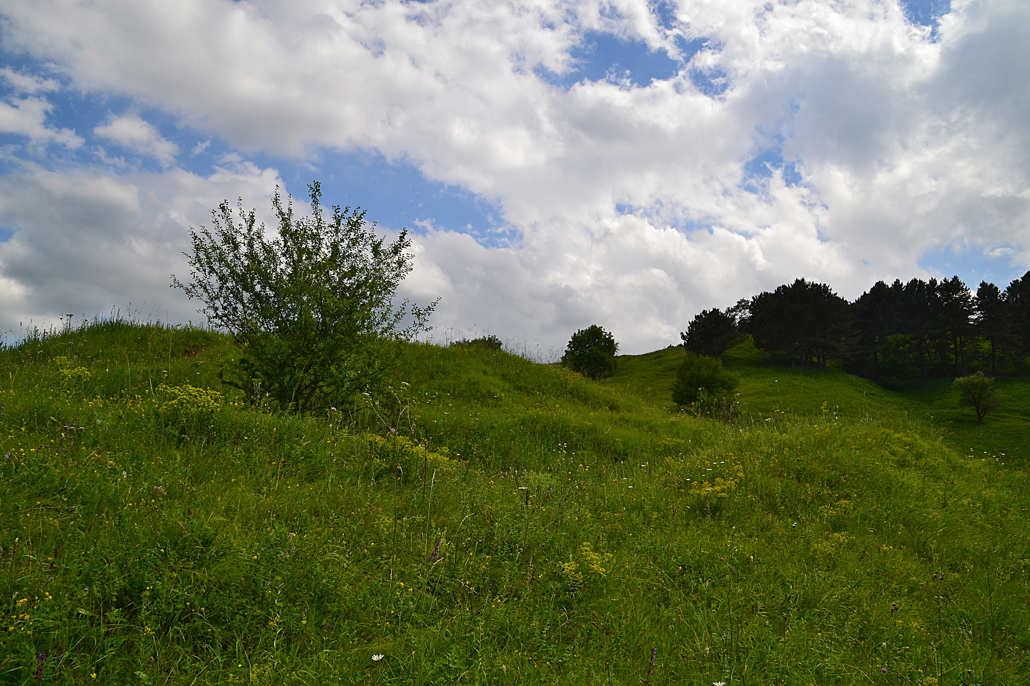 Nikon D3100 sample photo. Hilly meadow photography