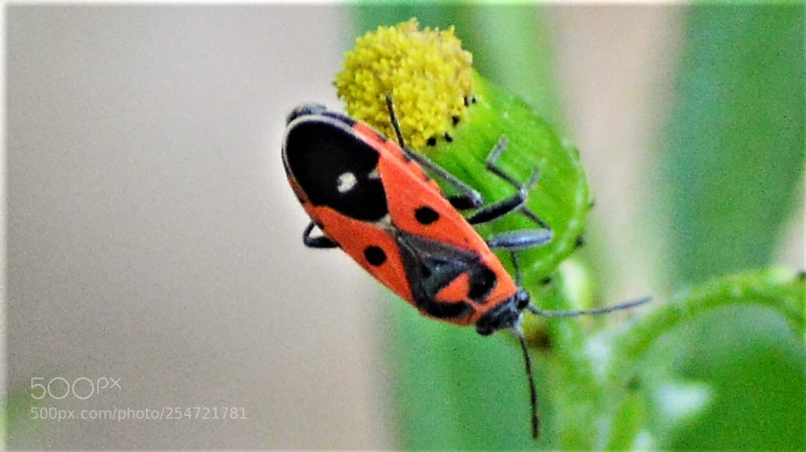 Nikon D3200 sample photo. Untitled photography