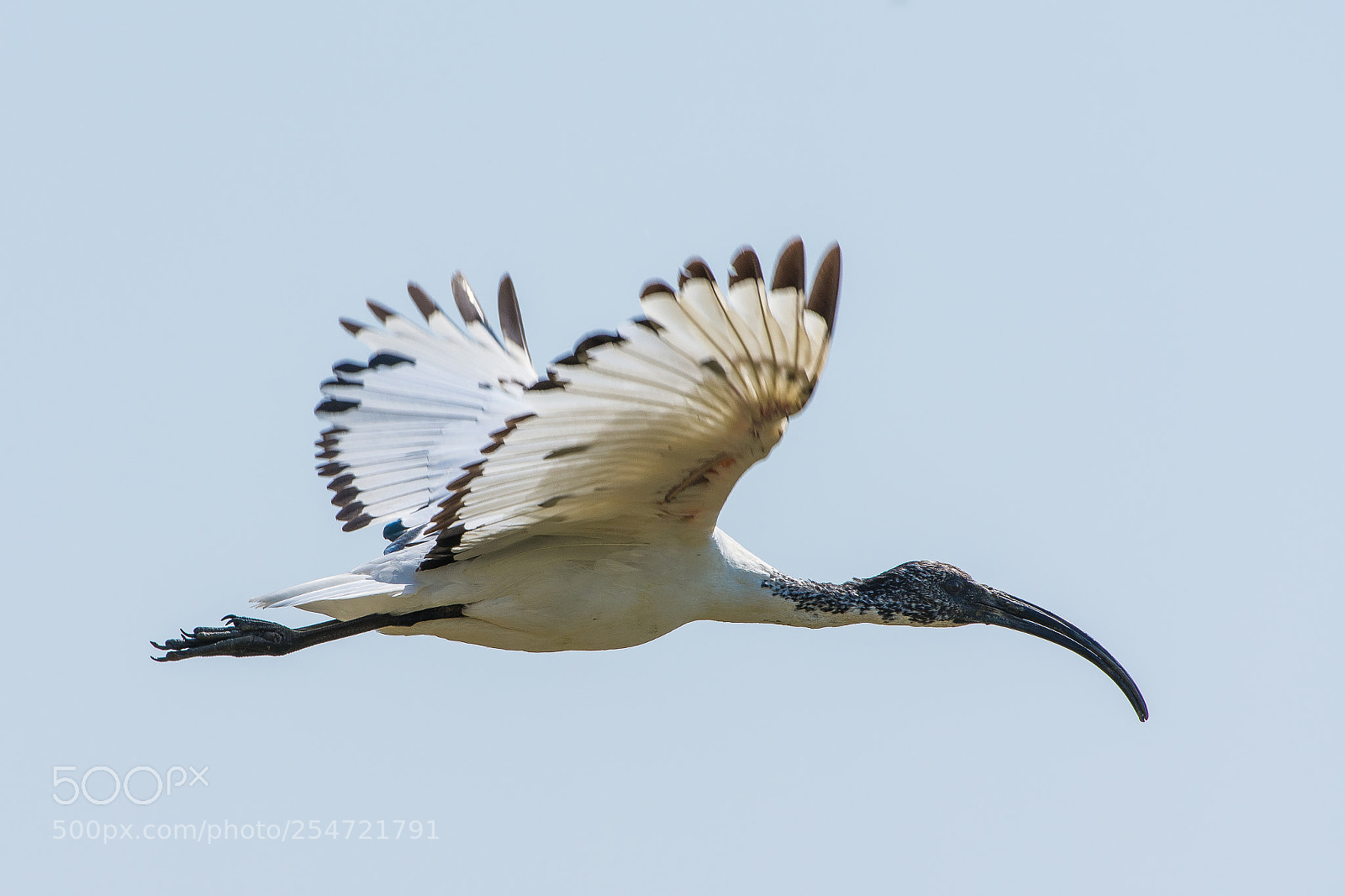Nikon D7200 sample photo. Ibis sacro photography