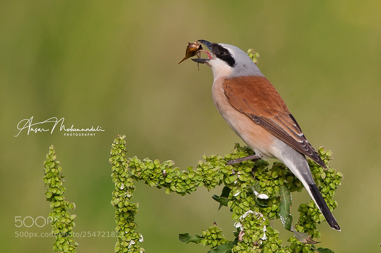Canon EOS 5D Mark II sample photo. Red-backed shrike with catch photography
