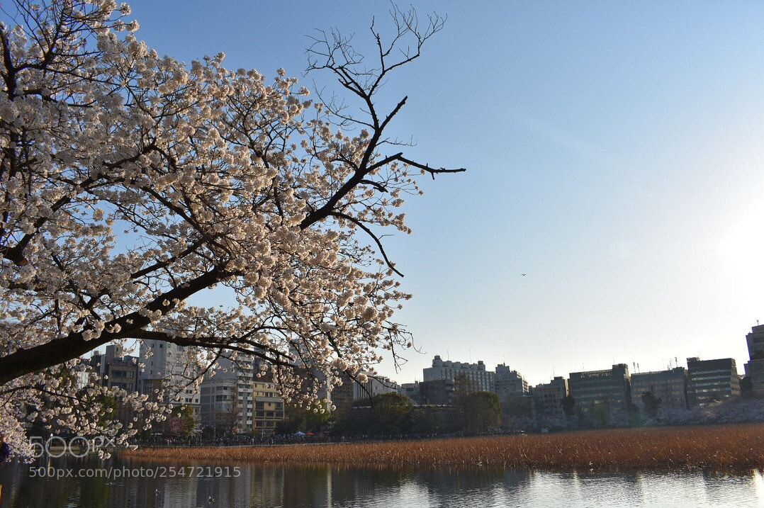 Nikon D3400 sample photo. Untitled photography