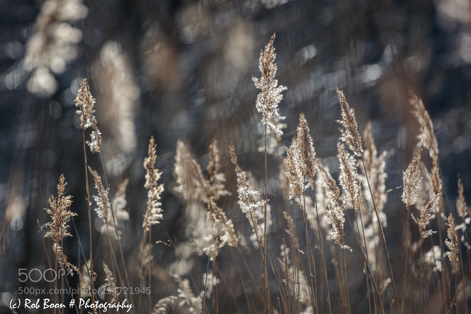 Canon EOS 5DS sample photo. Reed @ göhren 2 photography