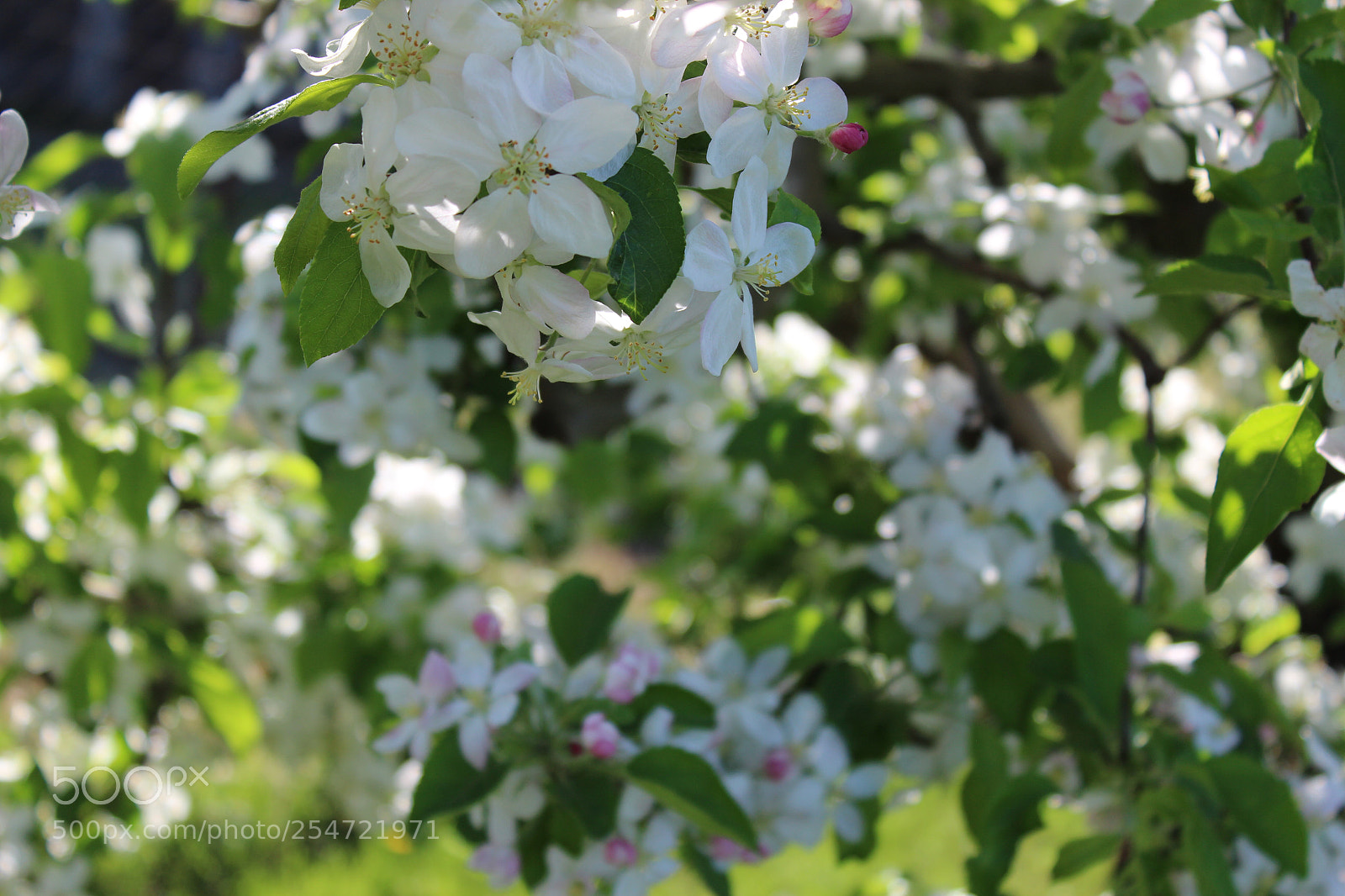 Canon EOS 1300D (EOS Rebel T6 / EOS Kiss X80) sample photo. Flowers photography
