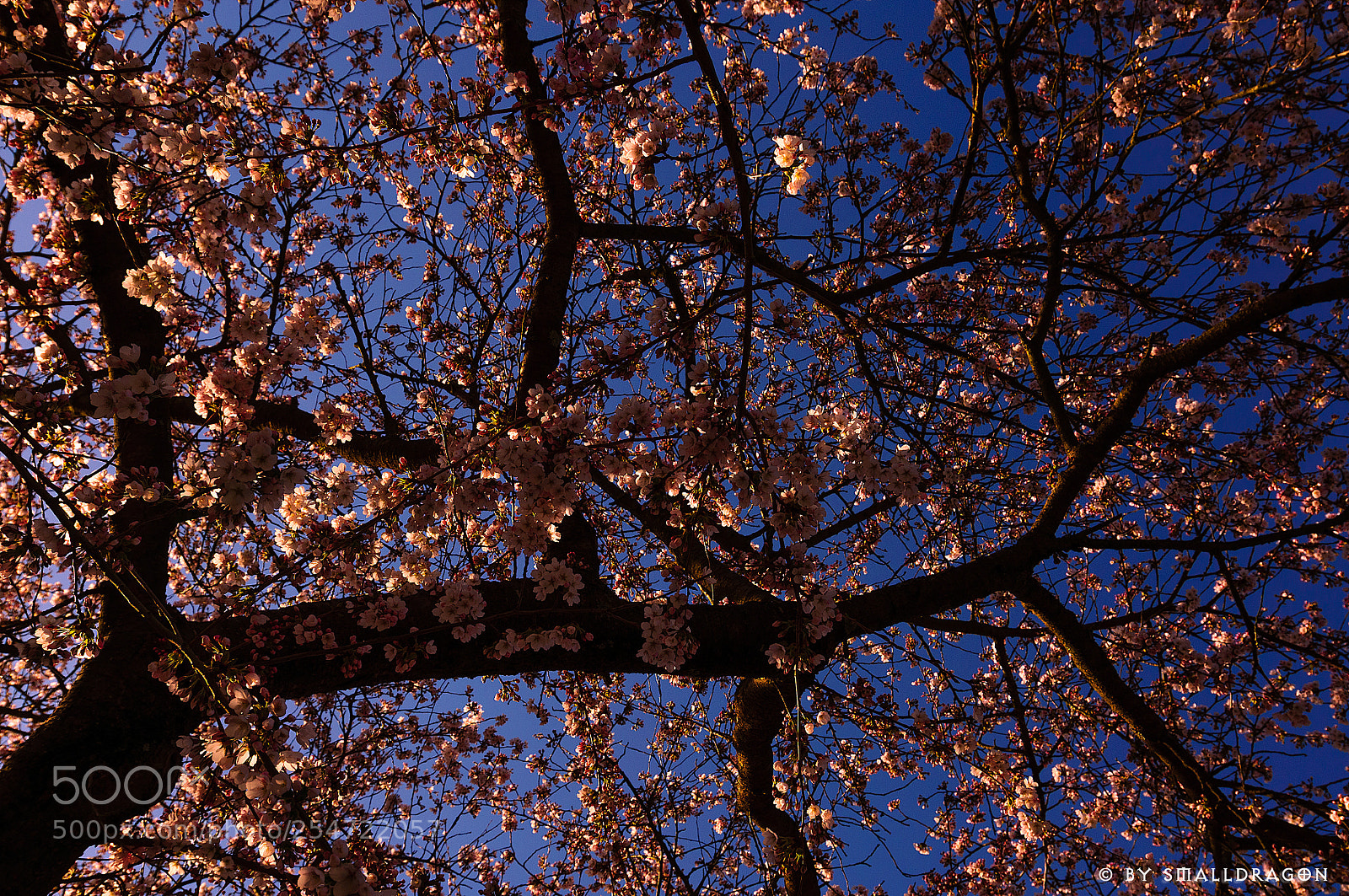 Nikon D5000 sample photo. Cherry blossoms photography