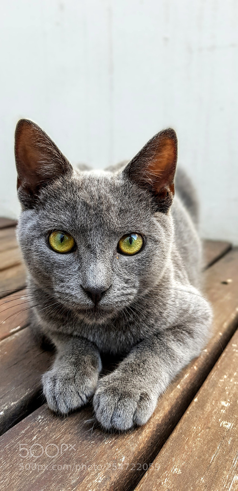 Samsung Galaxy S8+ sample photo. My friend orion photography