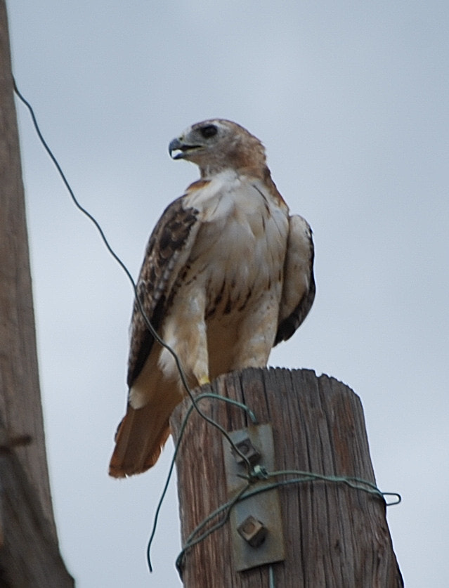 Nikon D80 sample photo. Hawk on a power pole photography