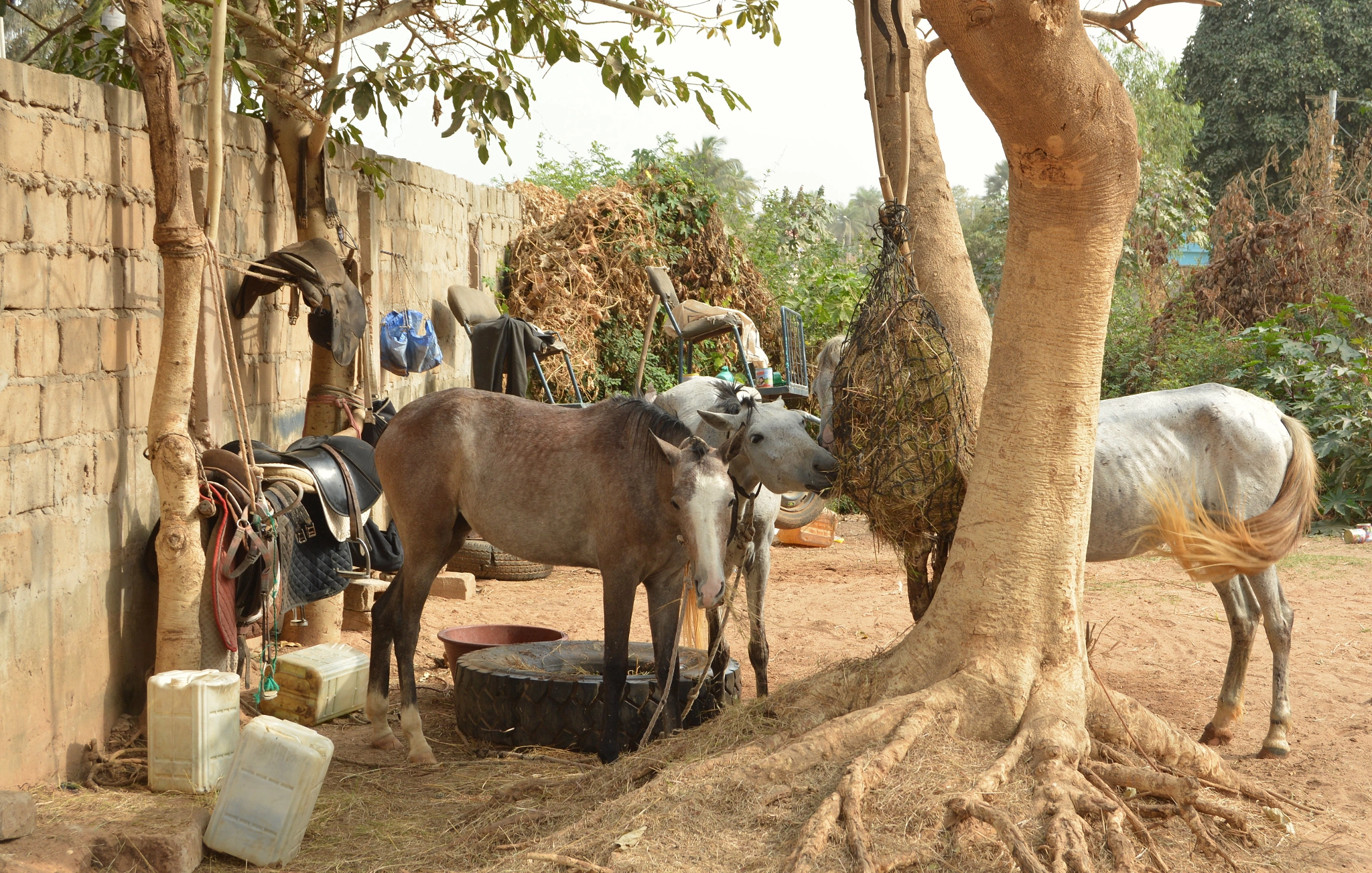 Nikon D5200 sample photo. Horses photography