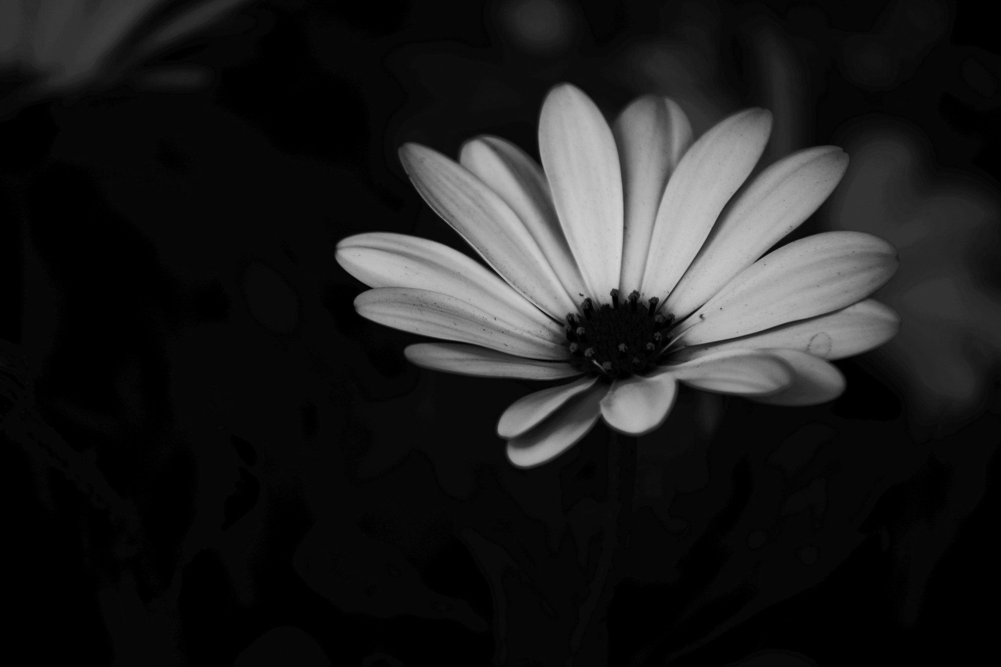 Nikon D7200 sample photo. Honor photography