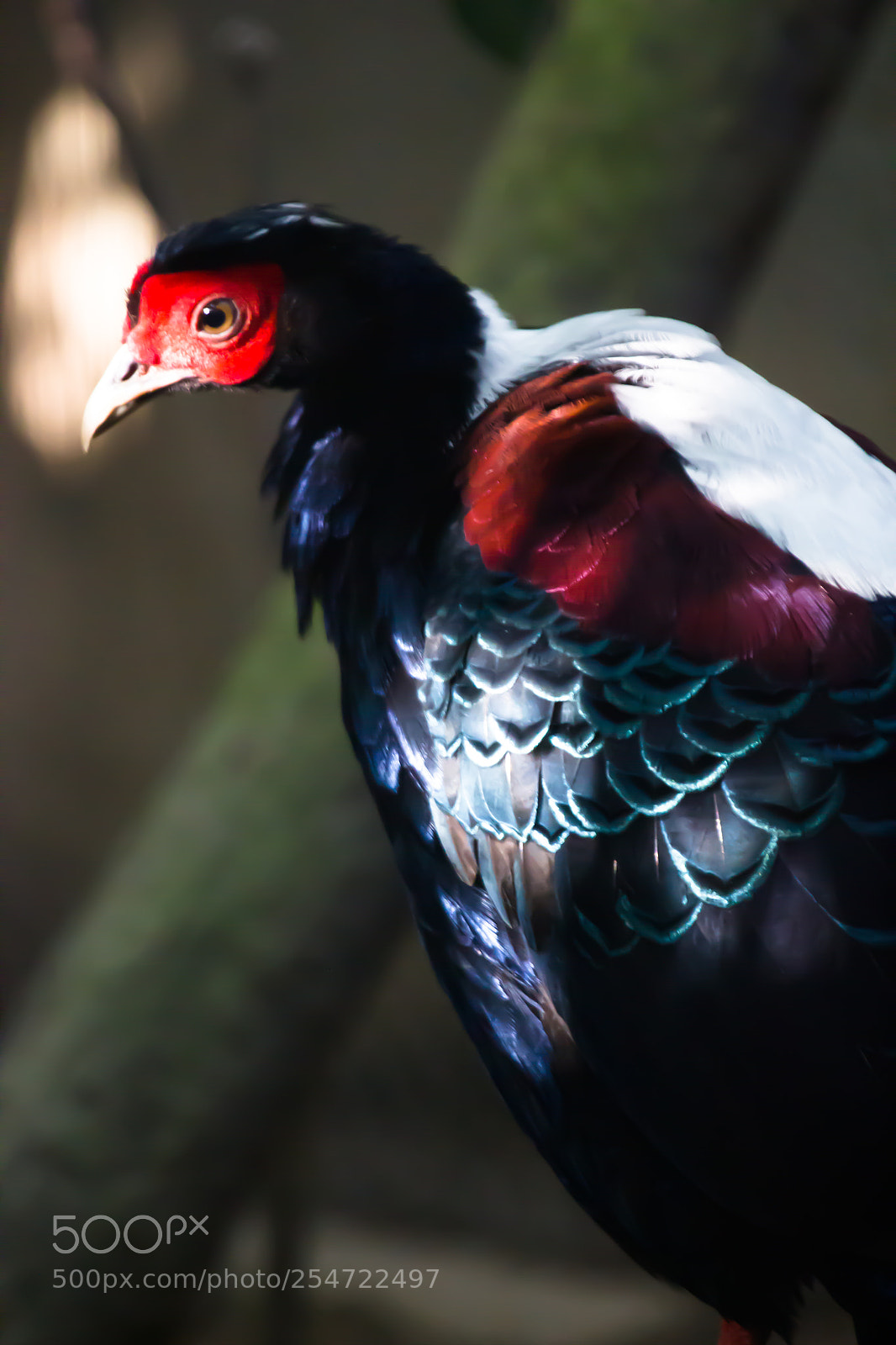Canon EOS 550D (EOS Rebel T2i / EOS Kiss X4) sample photo. Pheasant photography