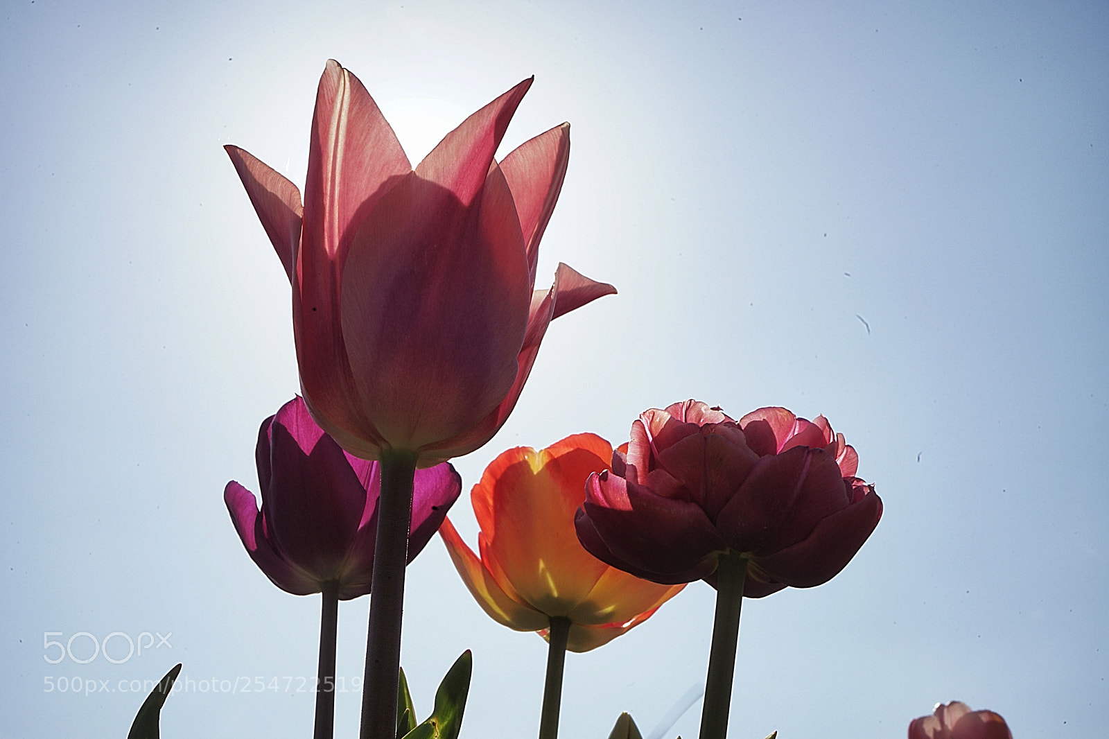 Sony a7 II sample photo. Mk photography