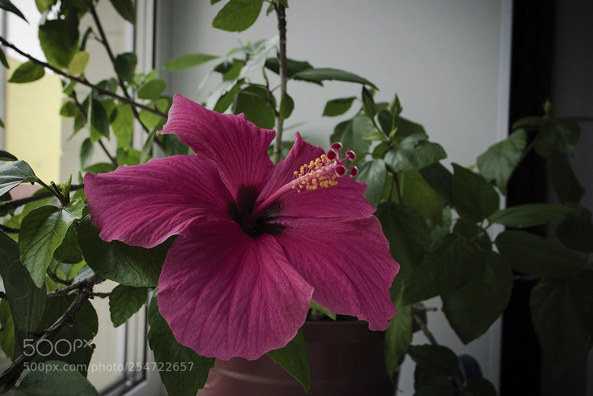 Nikon D80 sample photo. * * * photography