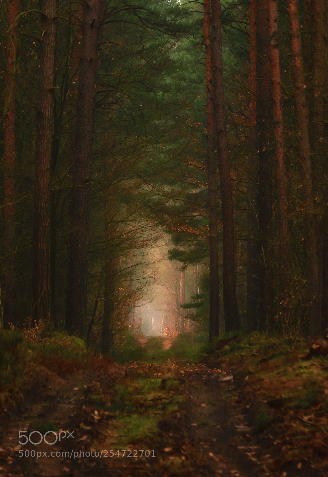 Nikon D5300 sample photo. Forest patch photography