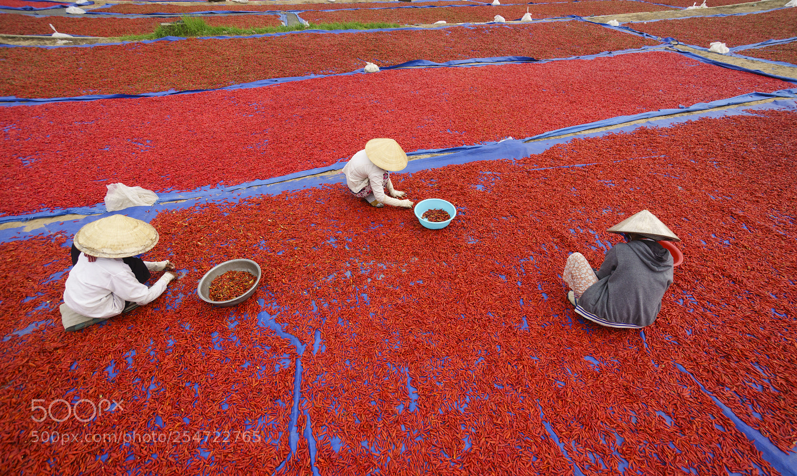 Sony a7 II sample photo. Chilli selection photography