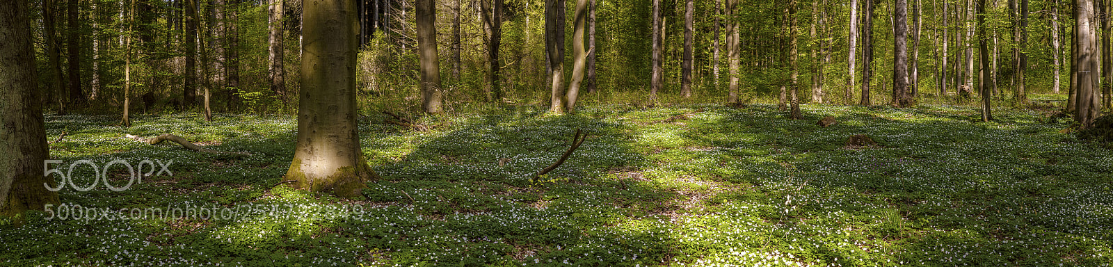 Nikon D7100 sample photo. Carpeted by wood anemone photography