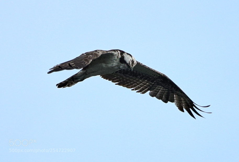 Canon EOS-1D X Mark II sample photo. 04-22-18-0014107.jpg photography